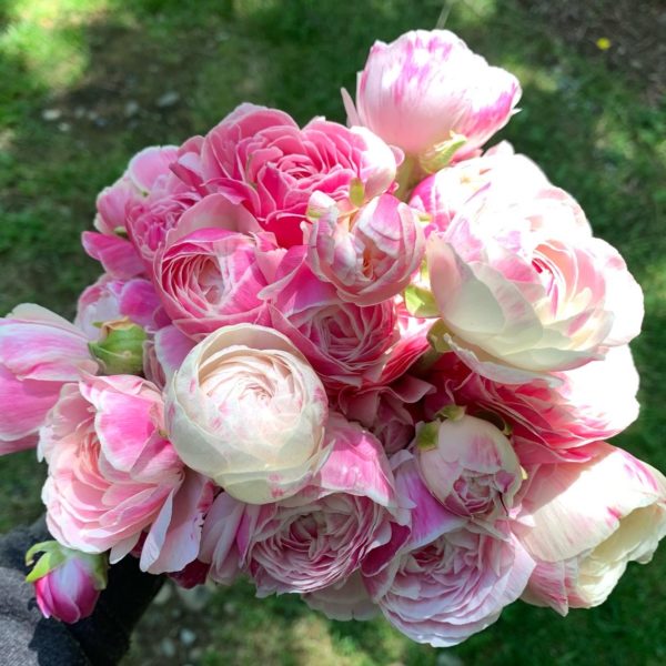 Ranunculus corms